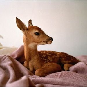 Meet your Posher, Luna